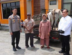Korban Sempat Syok hingga Pingsan, Polisi Kembalikan Dua Ekor Sapi Hasil Curian