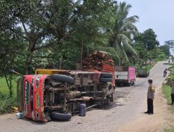 Truk Bermuatan Sawit Terguling di Tanjakan Adiluwih, Diduga Akibat Patah As
